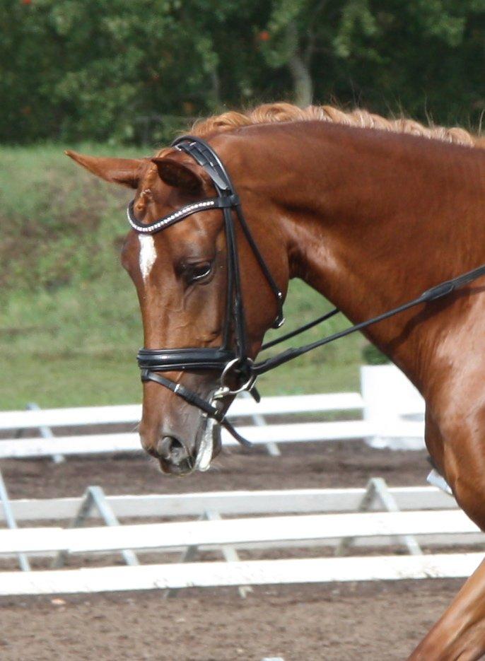 Dansk Varmblod Brunhøjgård´s Zurprise - 4 års Championat, Billund d.31 august 2013 billede 28