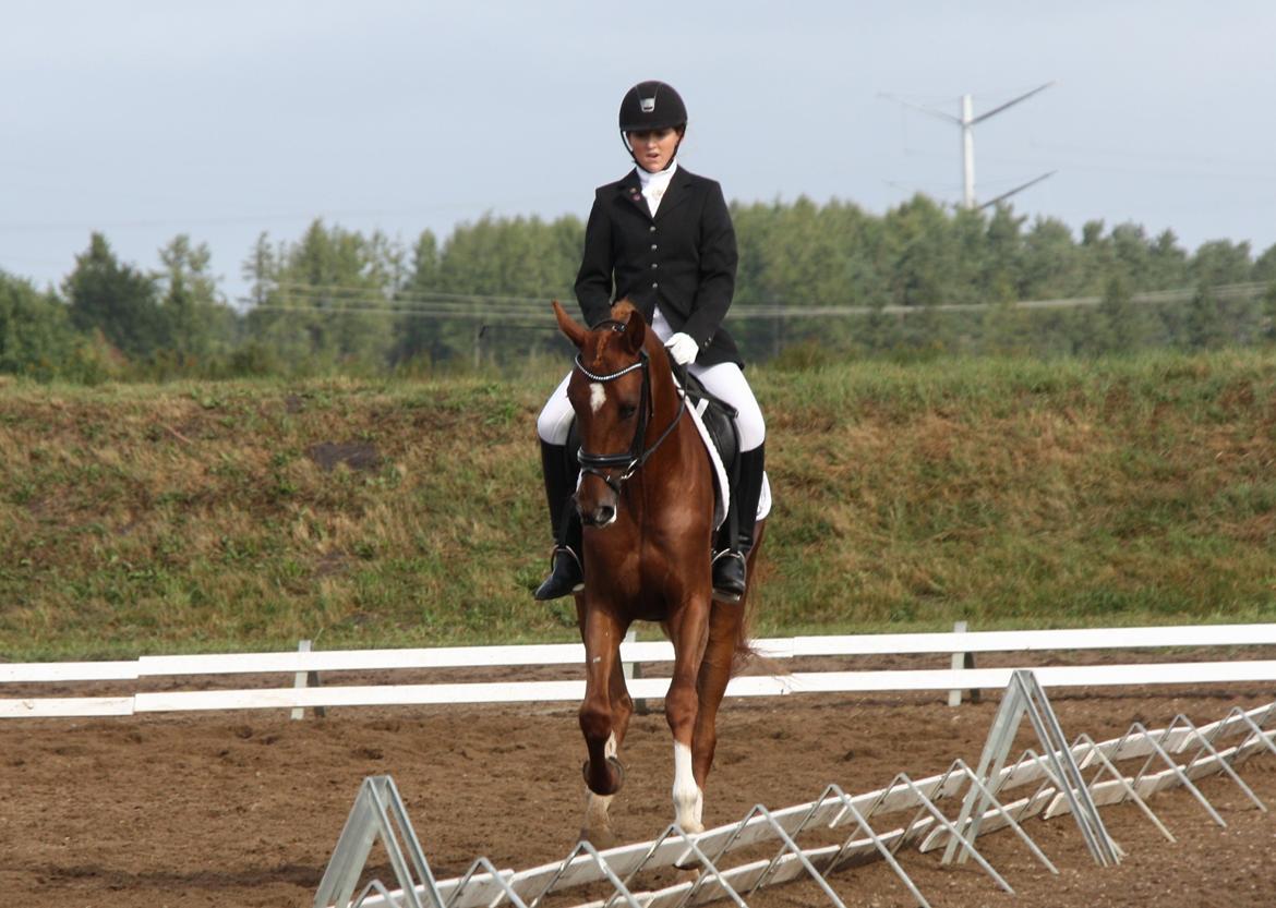 Dansk Varmblod Brunhøjgård´s Zurprise - 4 års Championat, Billund d.31 august 2013 billede 30