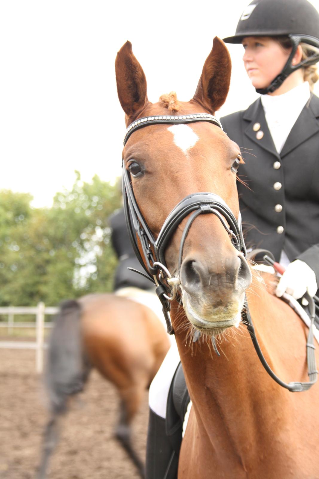 Dansk Varmblod Brunhøjgård´s Zurprise - 4 års Championat, Billund d.31 august 2013 billede 32