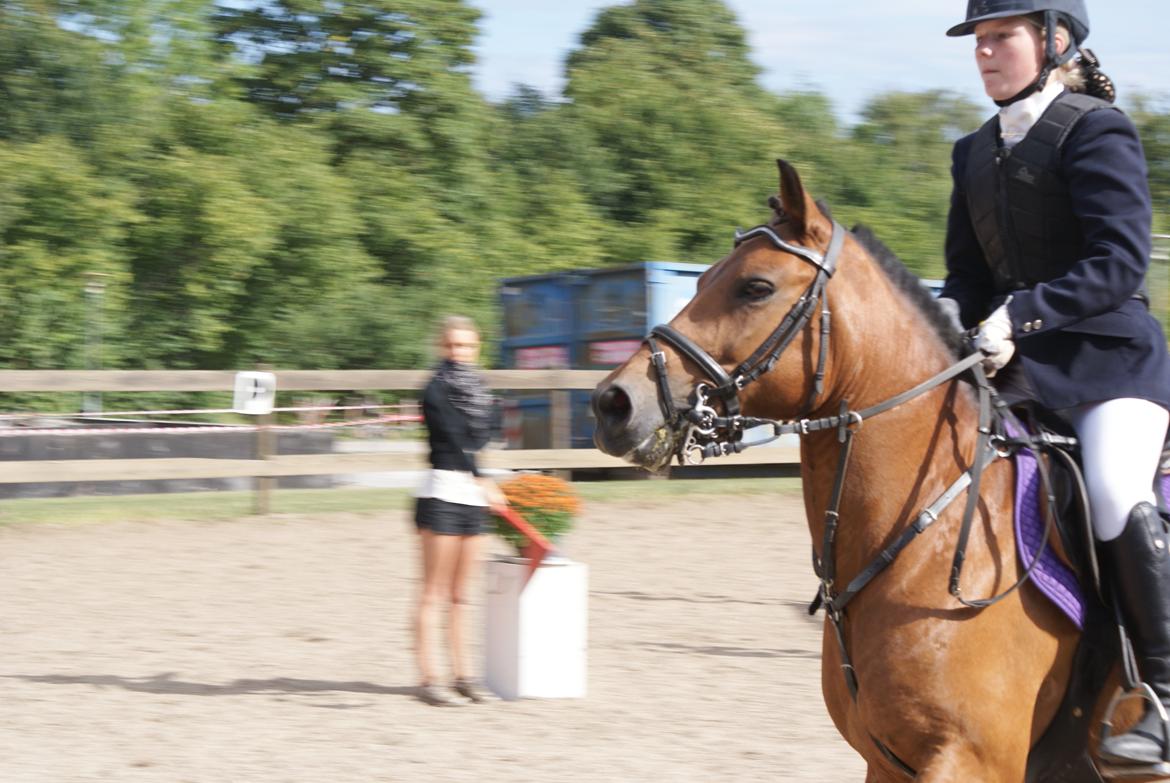 Anden særlig race • S.G.S. MISS BROWN • - Ishøj Rideklub - 2013 billede 12