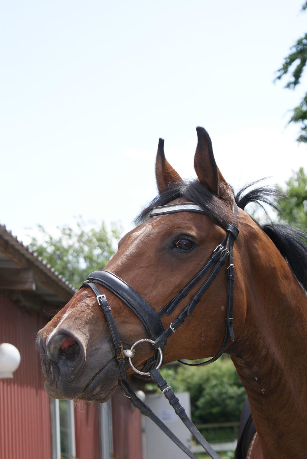 Dansk Varmblod • Ajour • - Futte ligner en hingst billede 11