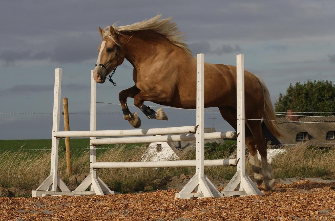 Welsh Cob (sec D) Rosalinde - Rosa løsspringer 31 aug. 90 cm =) billede 23