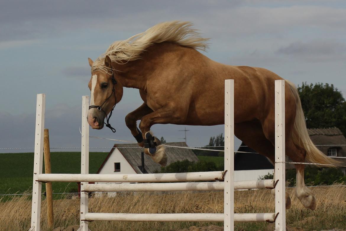 Welsh Cob (sec D) Rosalinde - Rosa løsspringer 31 aug.  90 cm billede 24