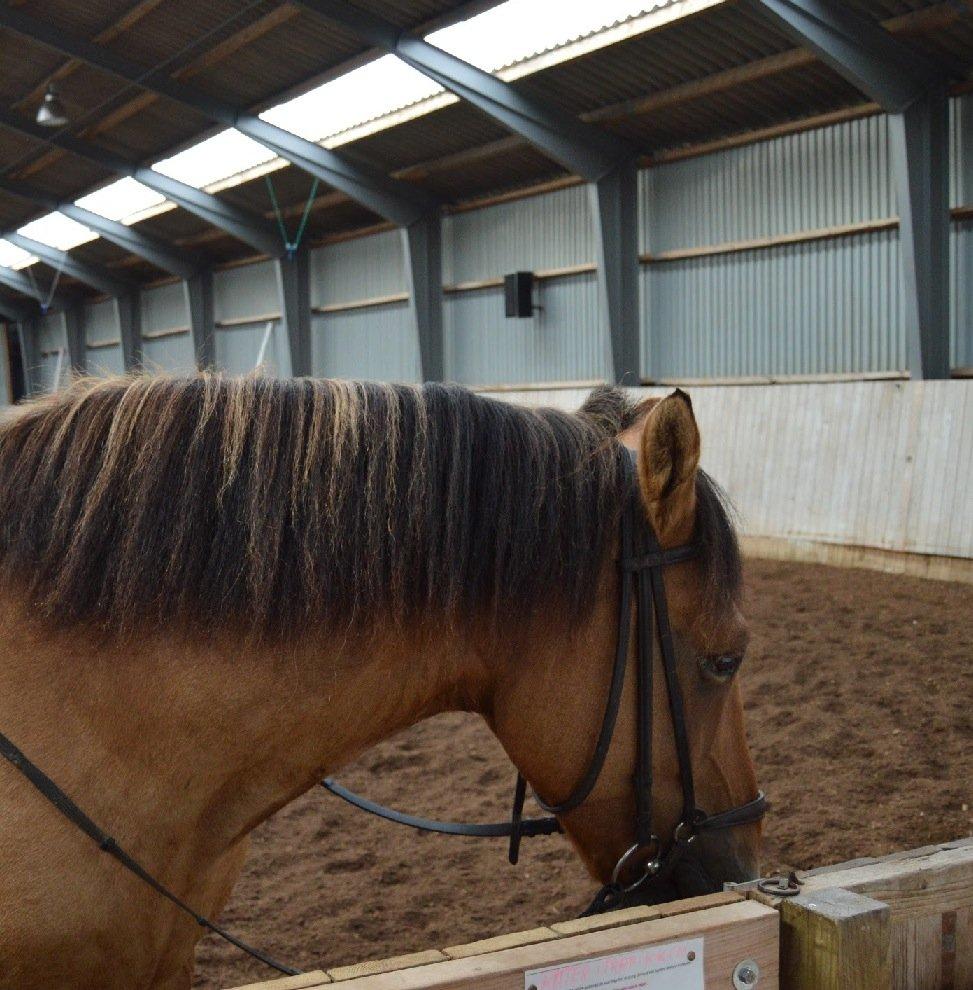 Anden særlig race Lukas billede 11