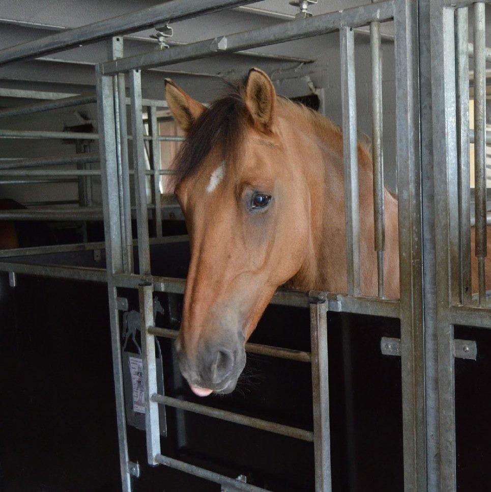 Anden særlig race Lukas - mmm det var noget dejligt slik billede 2