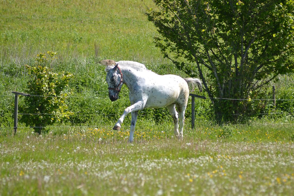 Knabstrupper Xander - Min lille handie hest! <3 billede 8