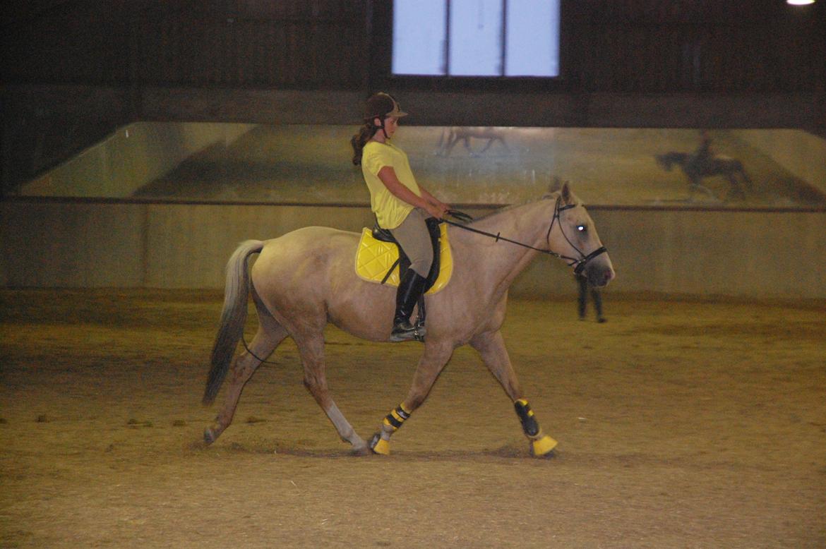 Palomino Kruse's Le Zander - mit absolut ynglings billede billede 12