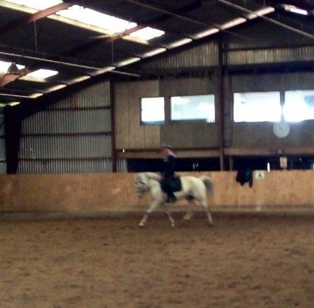 Anden særlig race Bill<3 billede 1