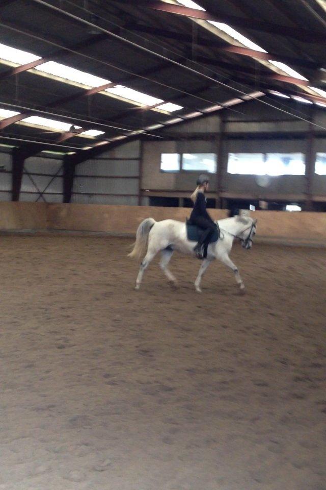 Anden særlig race Bill<3 billede 7