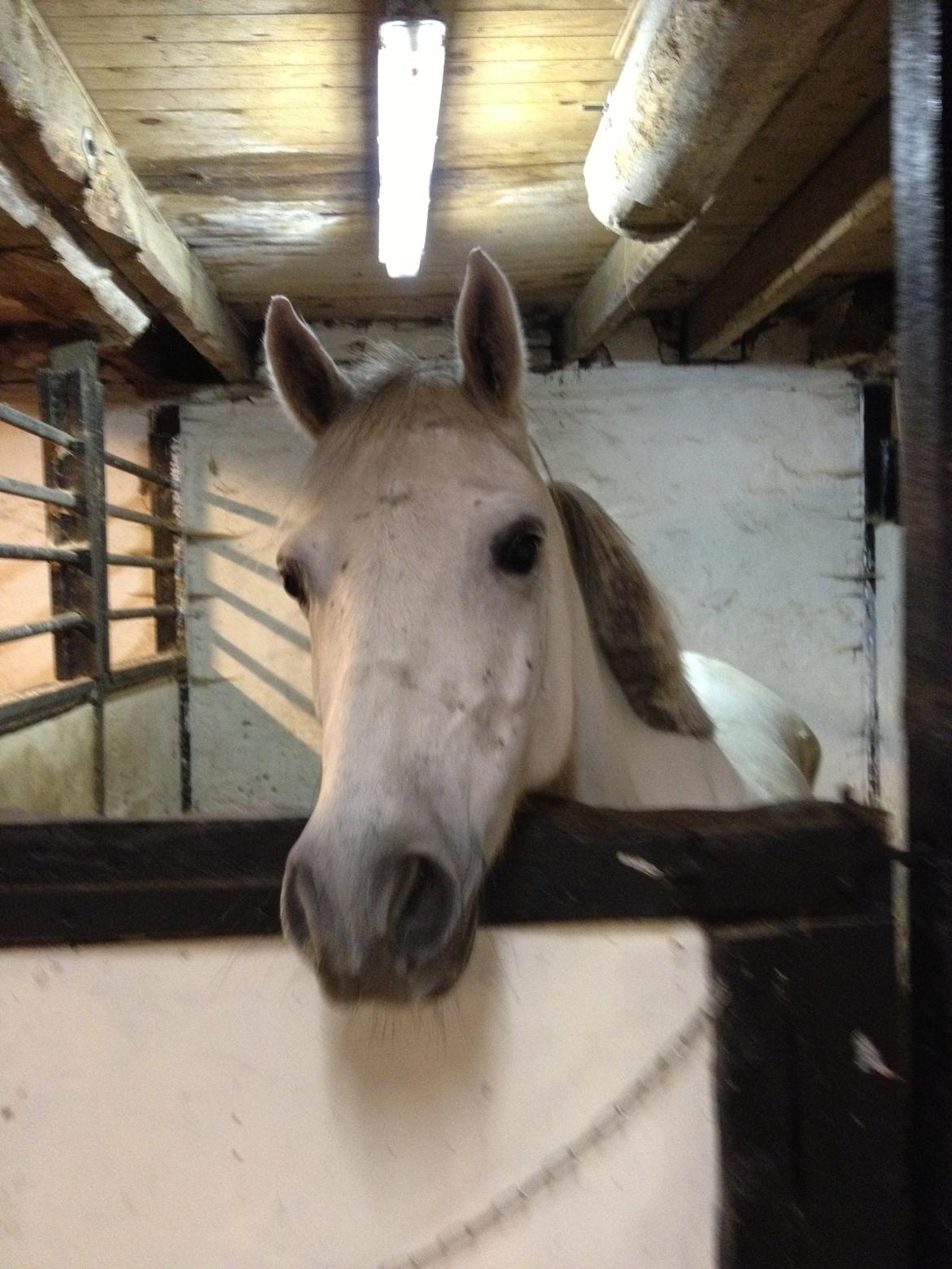 Anden særlig race Bill<3 billede 11