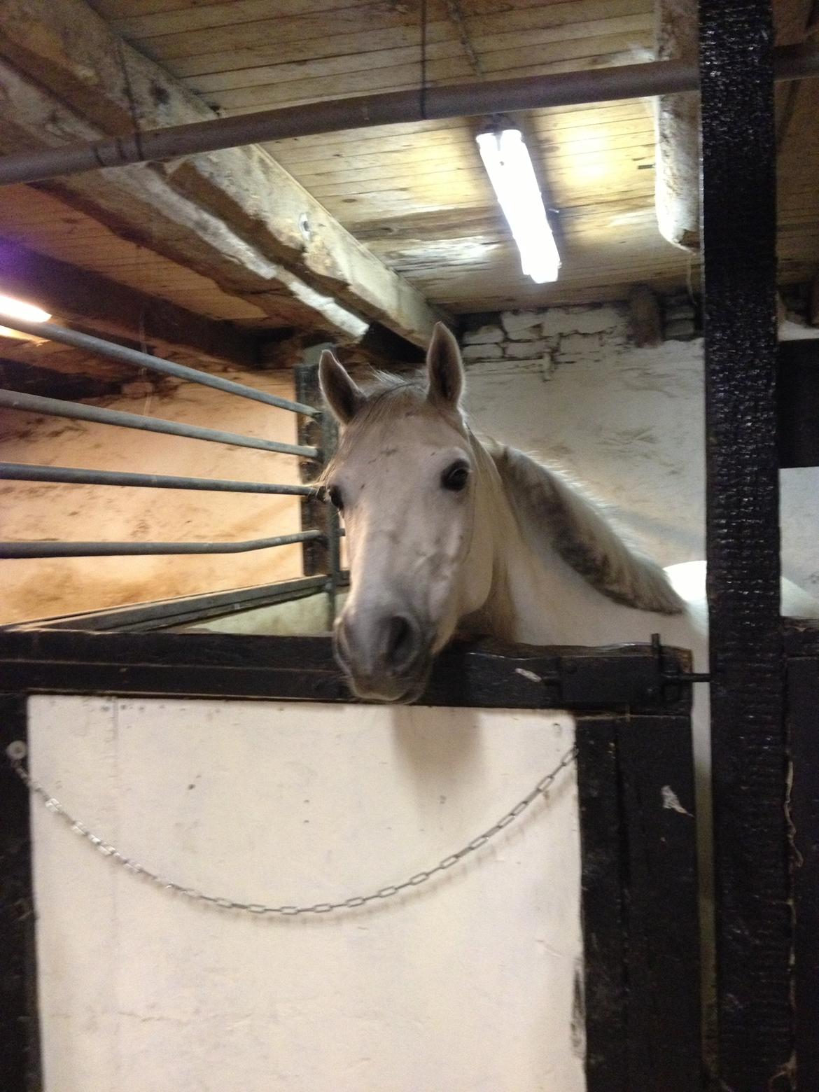 Anden særlig race Bill<3 billede 12