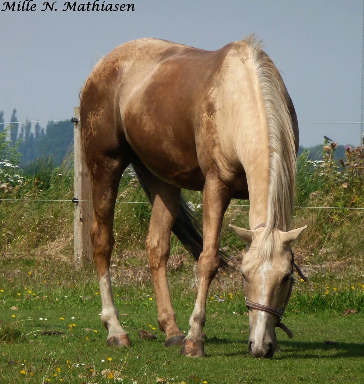 Palomino Kruse's Le Zander - fine men våde Zander billede 13