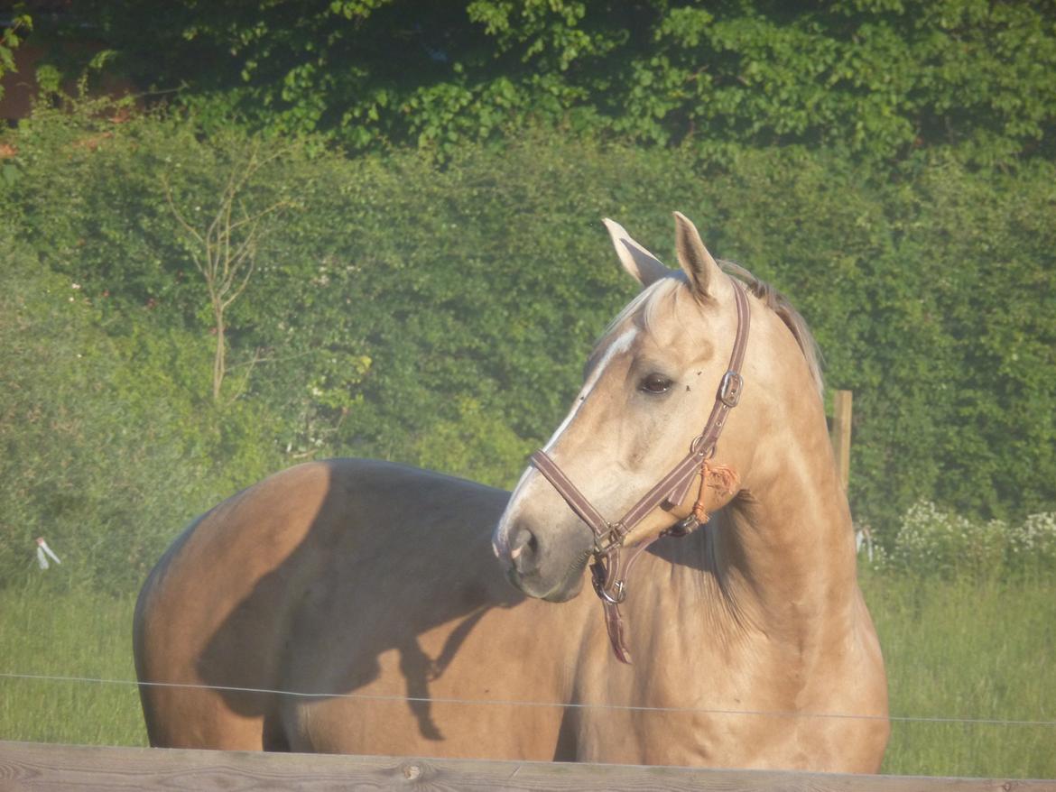 Palomino Kruse's Le Zander - smukke Zander på fold billede 20