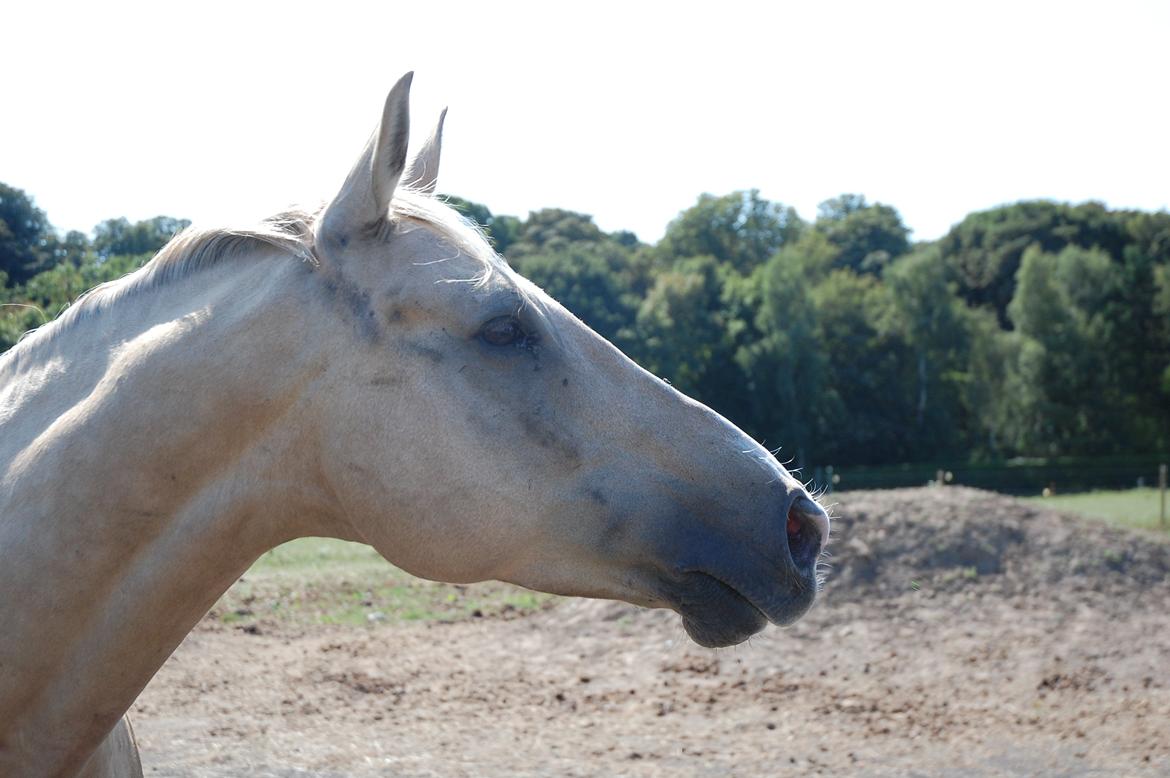 Palomino Kruse's Le Zander - lidt mærker efter grime, da han var på sommerfold billede 21