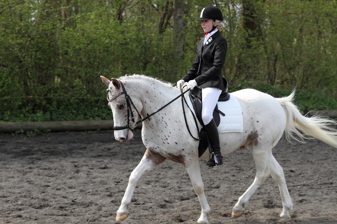Anden særlig race Hot'n Tot A-PONY billede 10