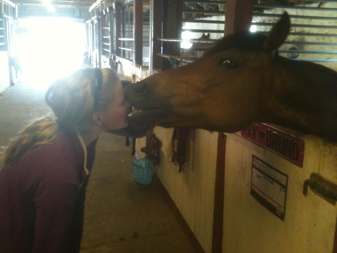 Anden særlig race • S.G.S. MISS BROWN • - Bruno's tricks, at kysse - 2013 billede 14