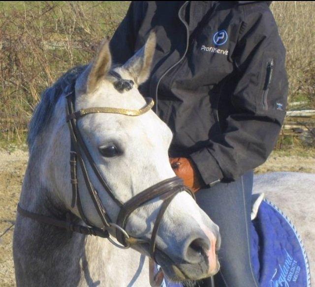 Arabisk fuldblod (OX) Bounique Bogota(låne pony) billede 1