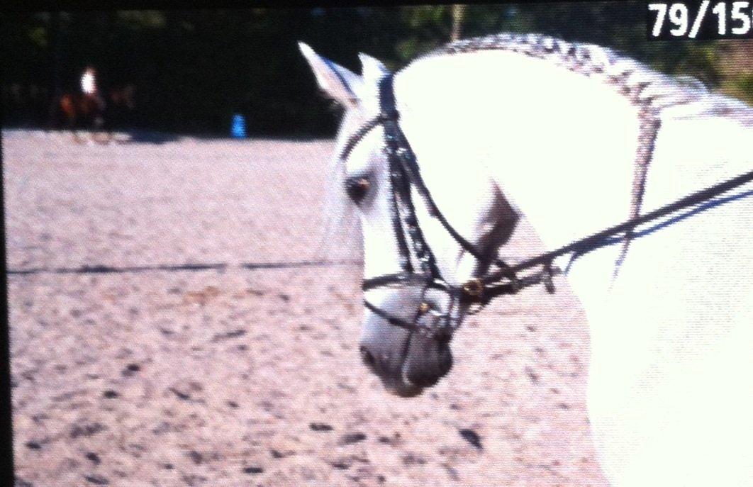 Arabisk fuldblod (OX) Bounique Bogota(låne pony) billede 4