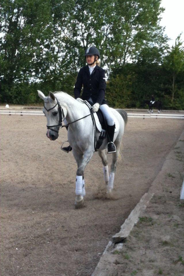 Arabisk fuldblod (OX) Bounique Bogota(låne pony) billede 3