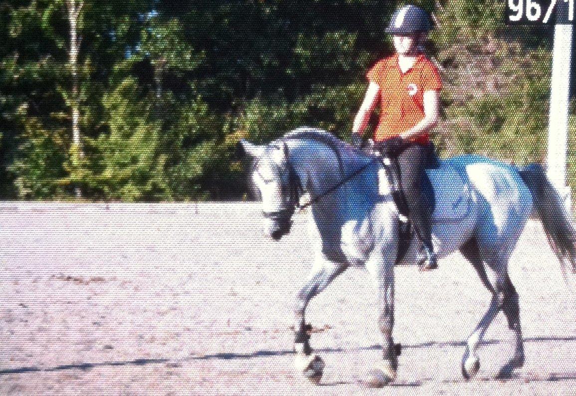 Arabisk fuldblod (OX) Bounique Bogota(låne pony) billede 2