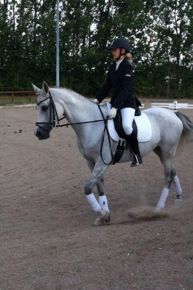 Arabisk fuldblod (OX) Bounique Bogota(låne pony) billede 5