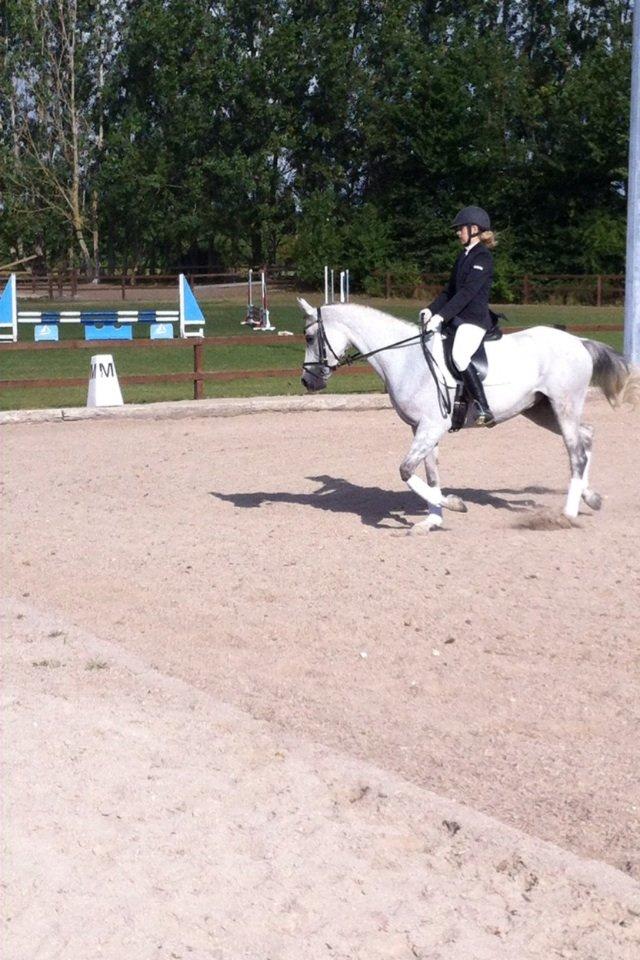 Arabisk fuldblod (OX) Bounique Bogota(låne pony) billede 6