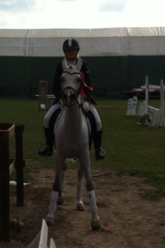 Arabisk fuldblod (OX) Bounique Bogota(låne pony) billede 7