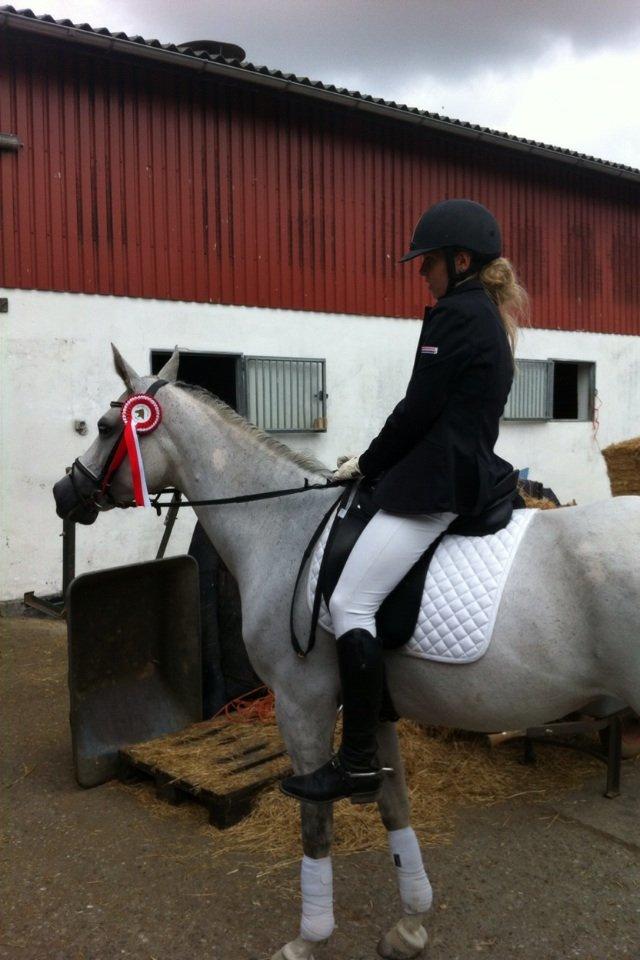 Arabisk fuldblod (OX) Bounique Bogota(låne pony) billede 8