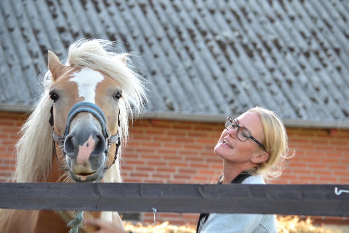 Haflinger N. Don Carlos billede 18