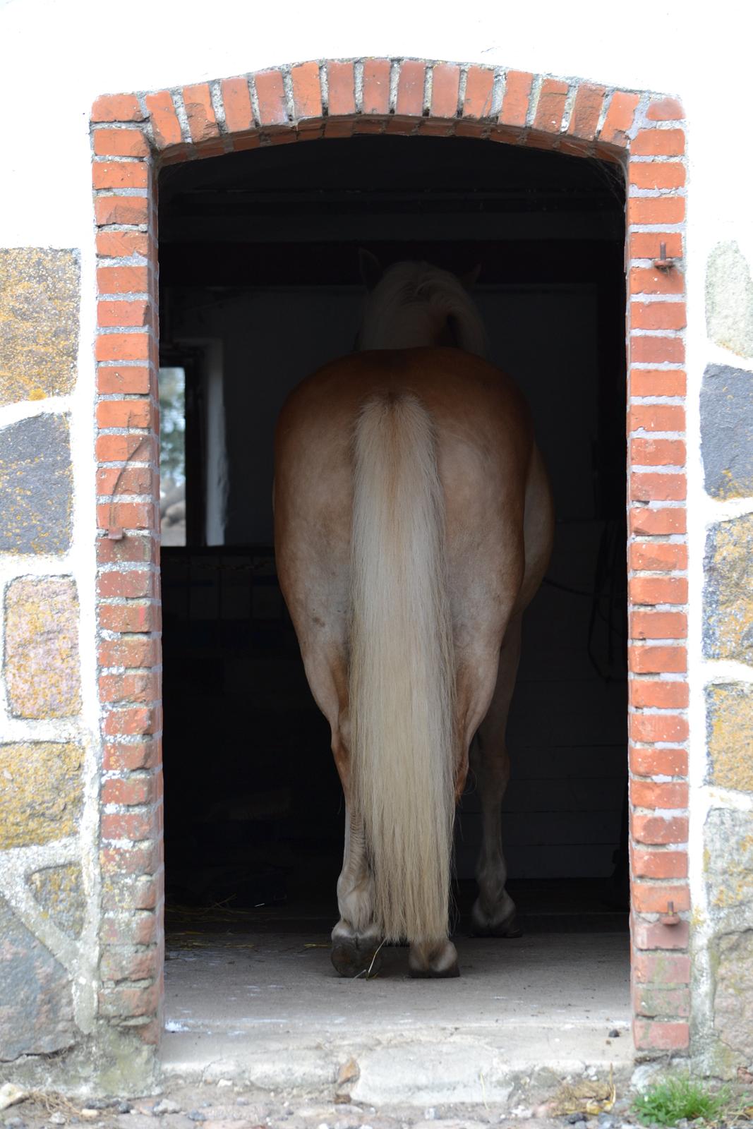 Haflinger N. Don Carlos billede 20