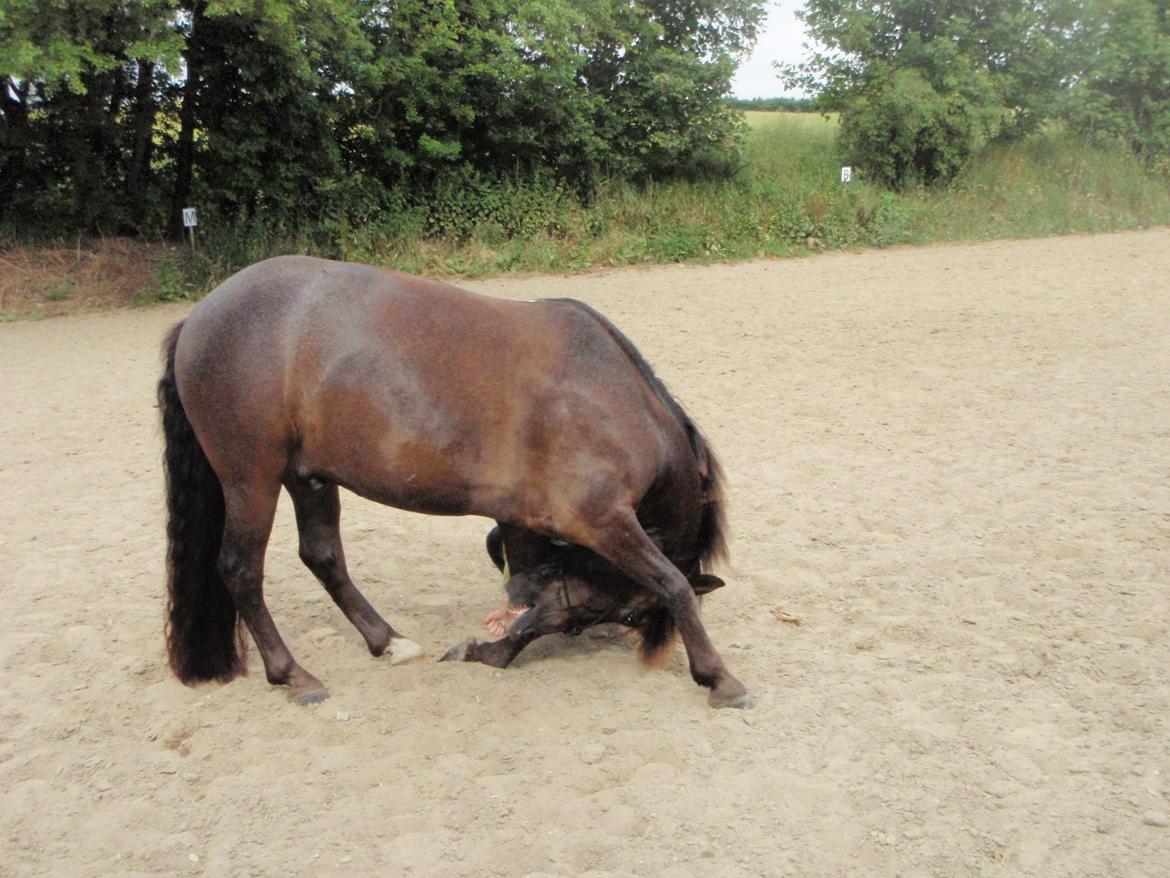 Anden særlig race Østerstrovstrups Sisco<3 - Sisco nejer! <3 billede 38