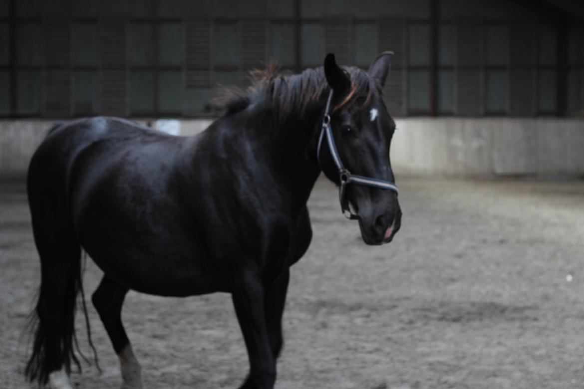 Oldenborg Stidsbjergs Meta billede 5