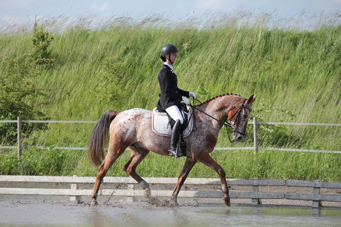 Knabstrupper Hoffgaards Anton - Sidste stævne på stjernen!
FOTO: Simone Kristensen billede 15