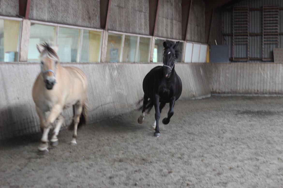 Oldenborg Stidsbjergs Meta - Fjolle billede 6