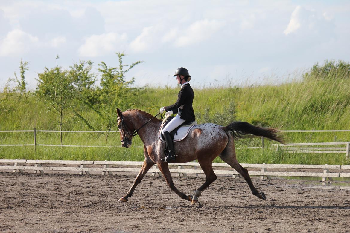 Knabstrupper Hoffgaards Anton - Sidste stævne på stjernen!
FOTO: Simone Kristensen billede 16