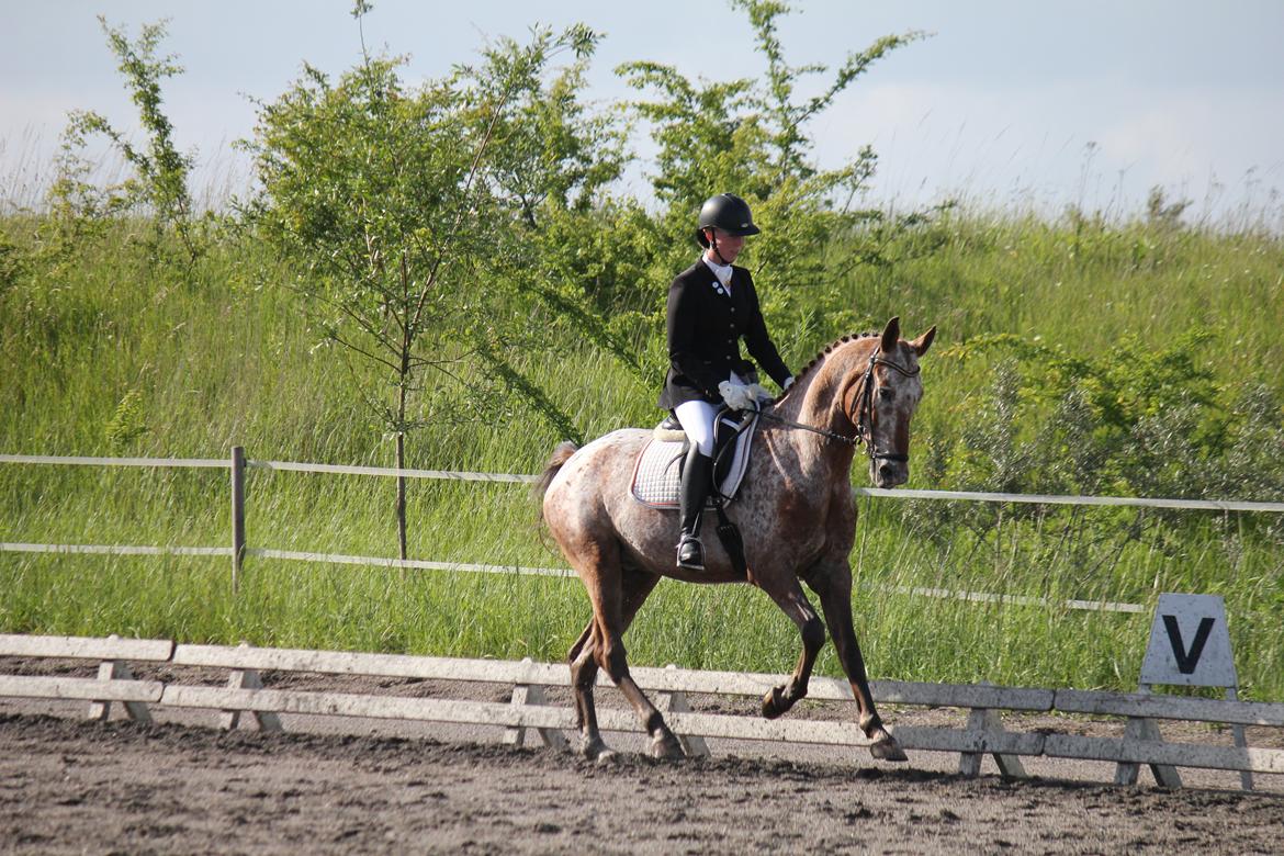 Knabstrupper Hoffgaards Anton - Sidste stævne på stjernen!
FOTO: Simone Kristensen billede 17