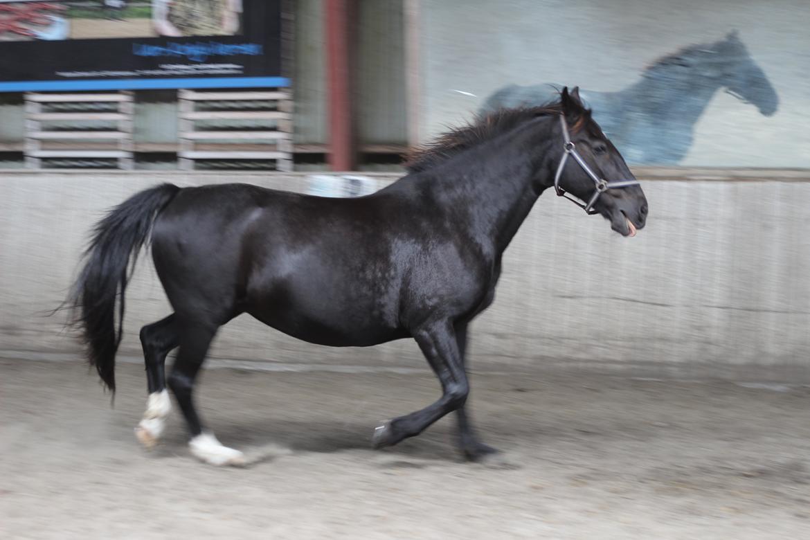 Oldenborg Stidsbjergs Meta - Hahaha billede 10
