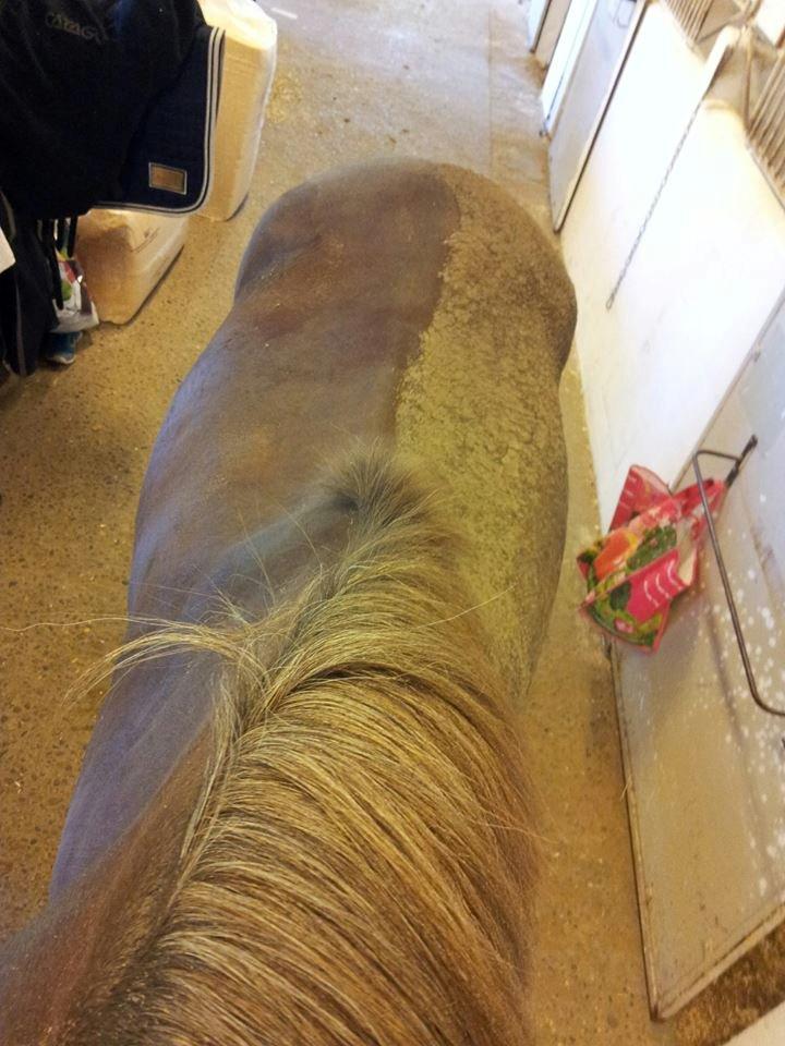 New Forest Kantje's Bardoes - Skønt med et mudderbad ;) billede 15