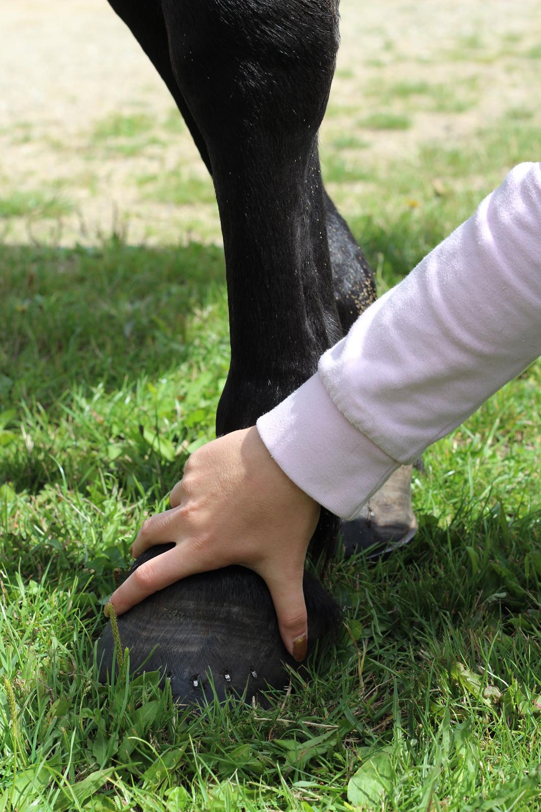 Oldenborg Stidsbjergs Meta - Friendship! billede 12