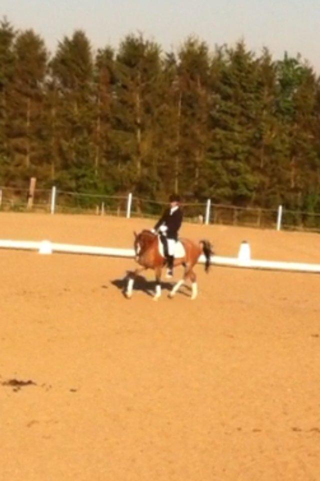 Hollandsk Sportspony Miss-Shadow (Aflivet) - Stævne Ledøje-Smørum billede 11