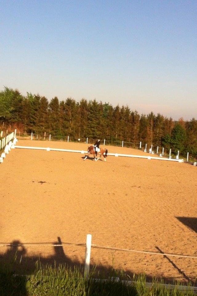 Hollandsk Sportspony Miss-Shadow (Aflivet) - Stævne Ledøje-Smørum billede 12