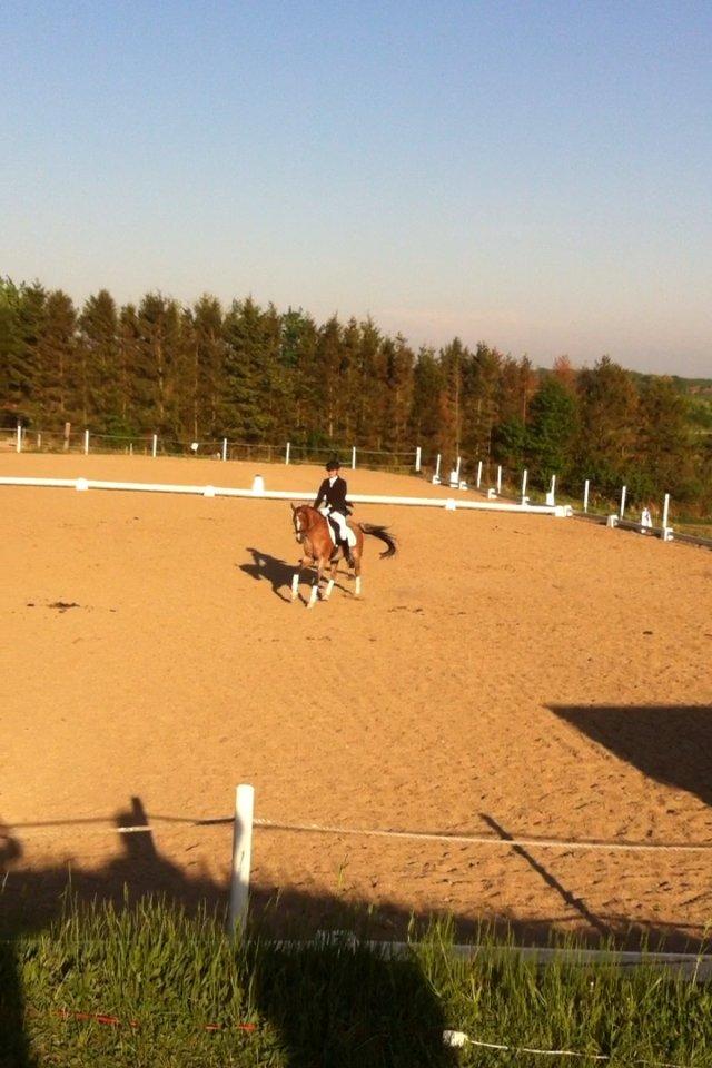 Hollandsk Sportspony Miss-Shadow (Aflivet) - Stævne Ledøje-Smørum billede 13