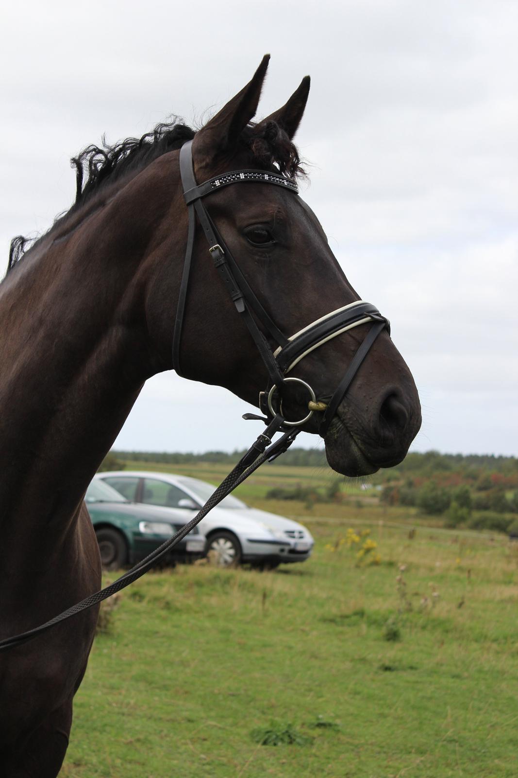 Dansk Varmblod DENISE billede 19