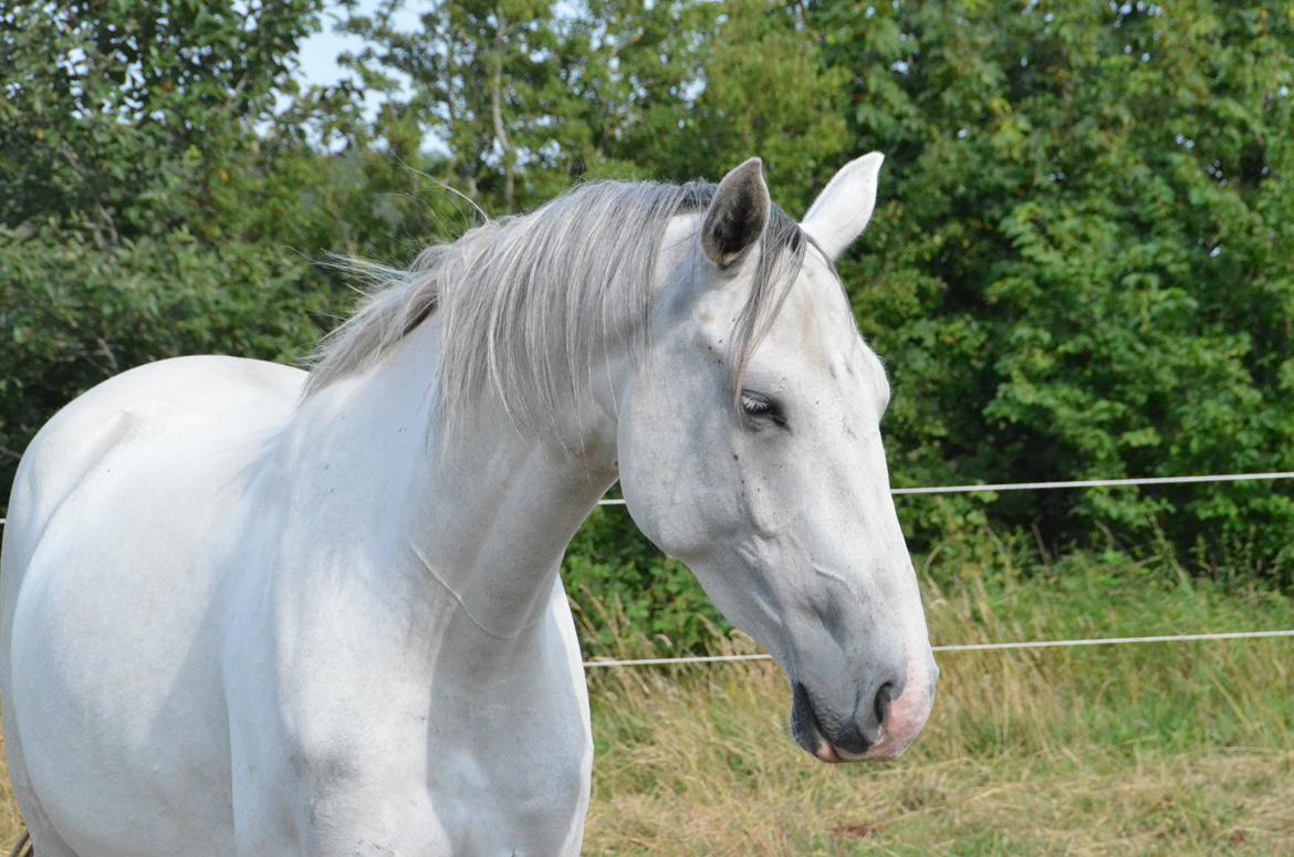 Dansk Varmblod Lw Finess billede 17