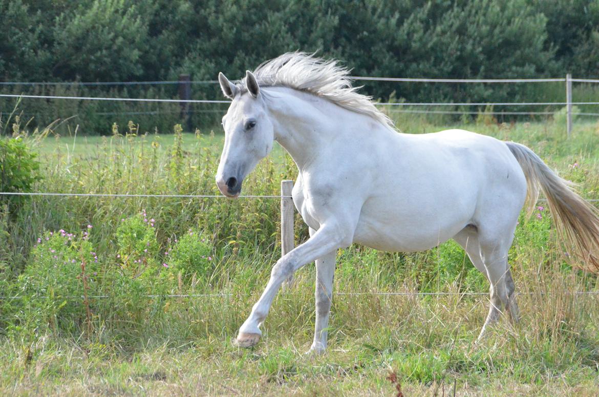 Dansk Varmblod Lw Finess billede 1