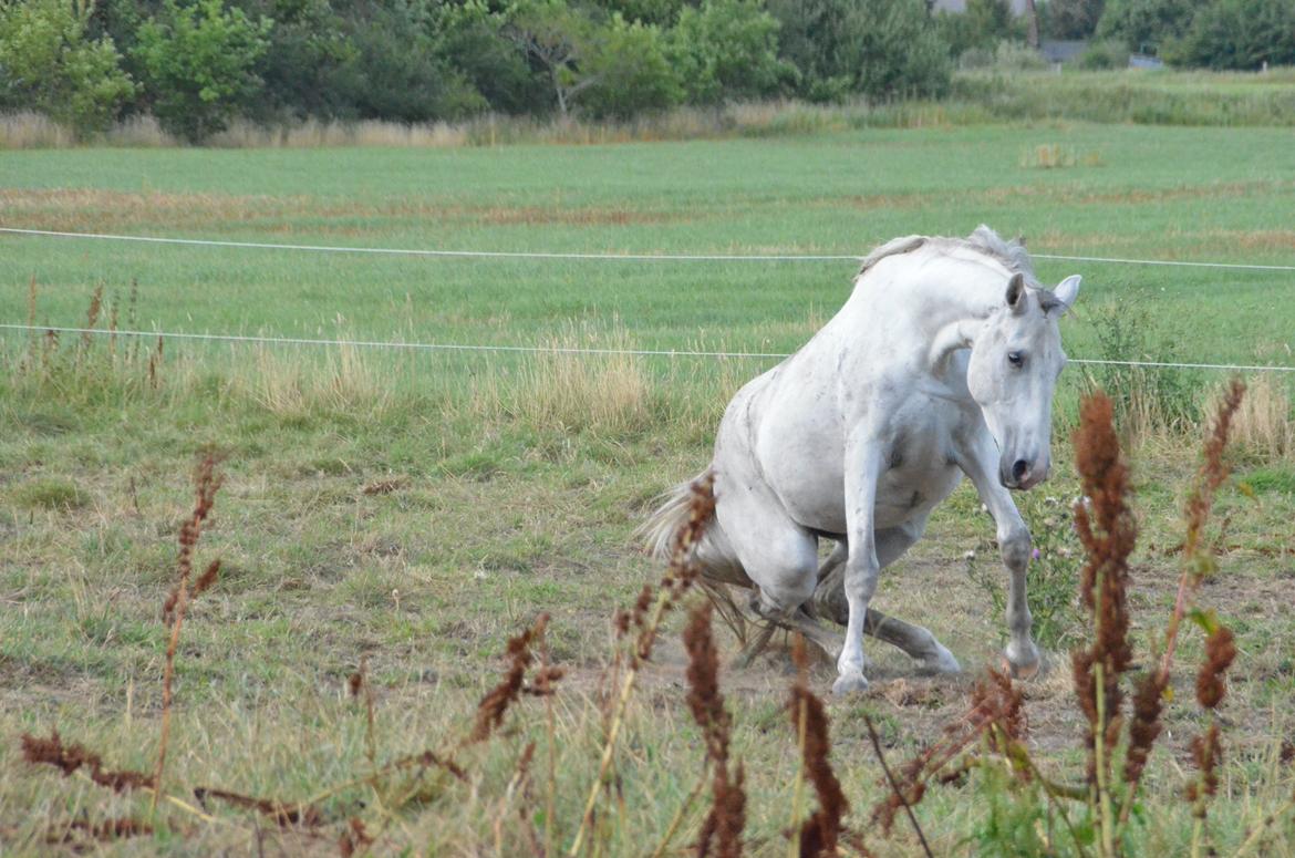 Dansk Varmblod Lw Finess billede 18