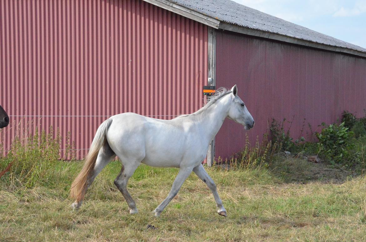 Dansk Varmblod Lw Finess billede 19