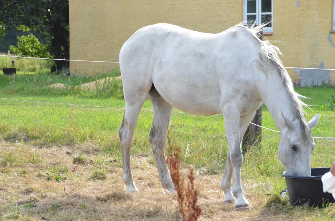 Dansk Varmblod Lw Finess billede 20
