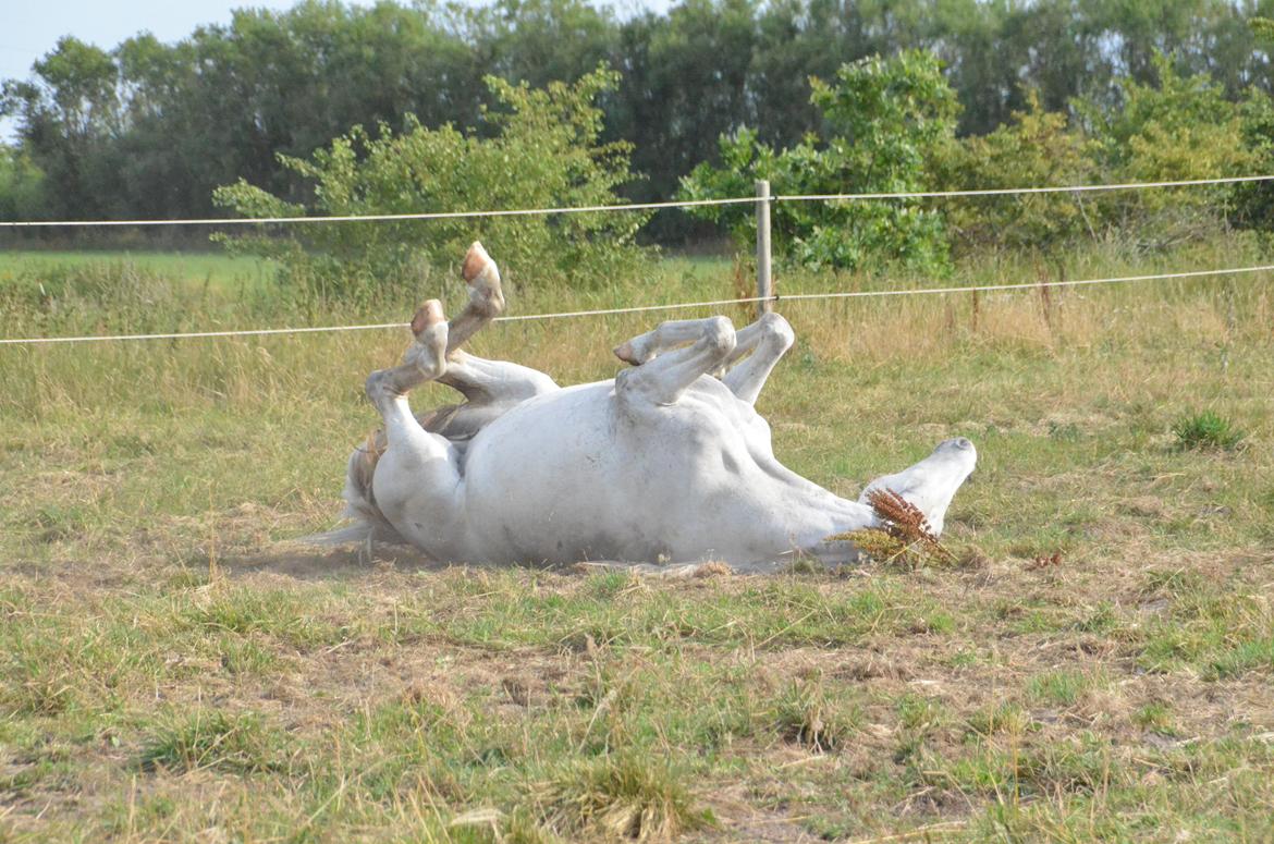 Dansk Varmblod Lw Finess billede 21