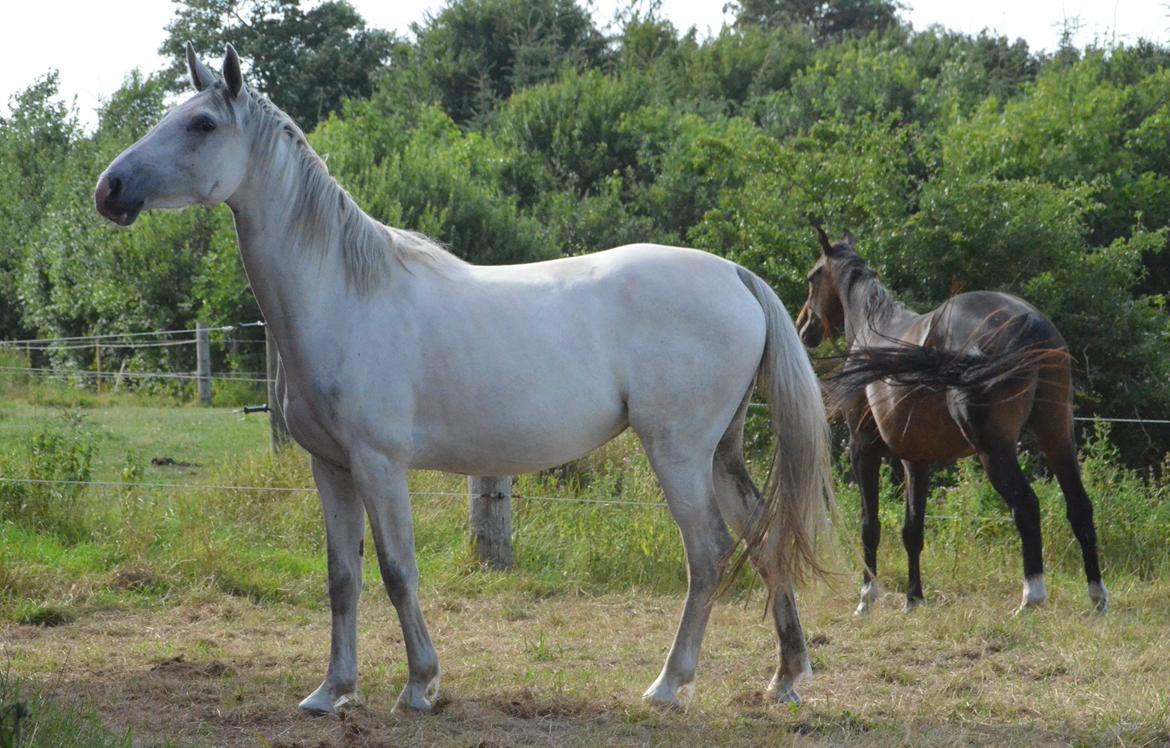 Dansk Varmblod Lw Finess billede 22